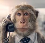 MonkeyyBusiness2026